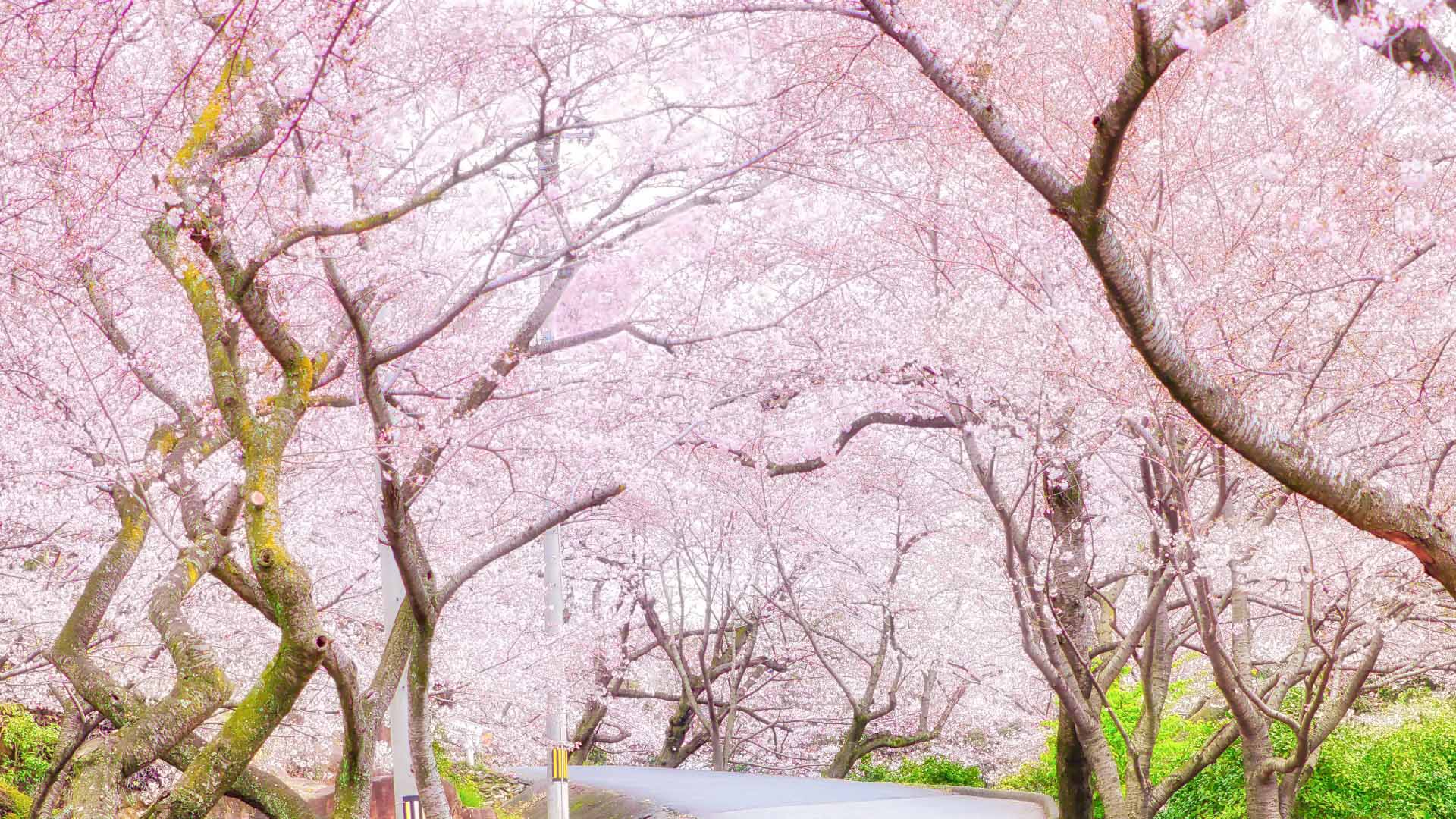 桜並木